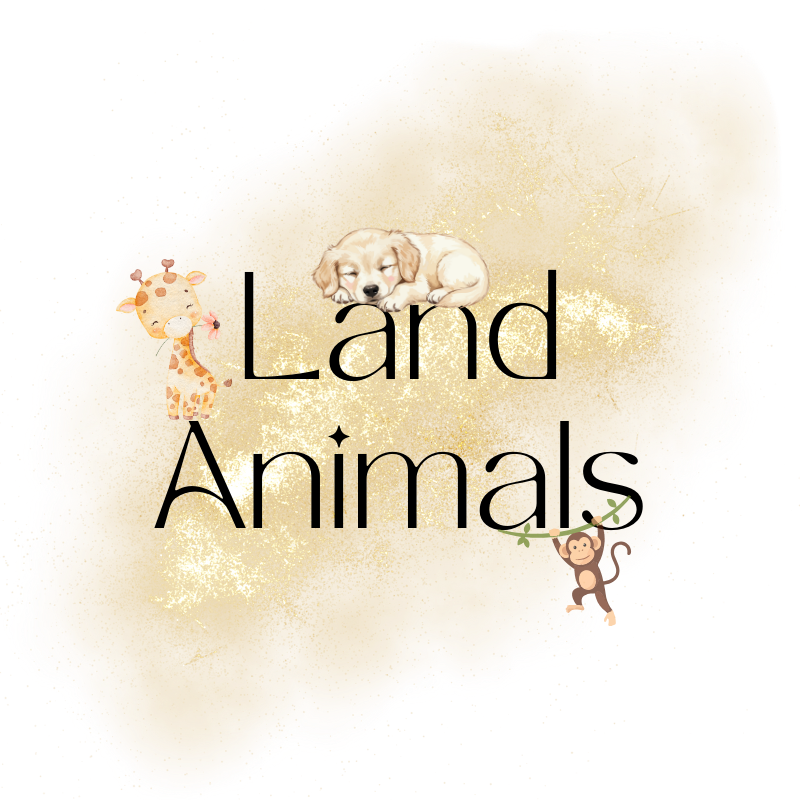 Land Animals